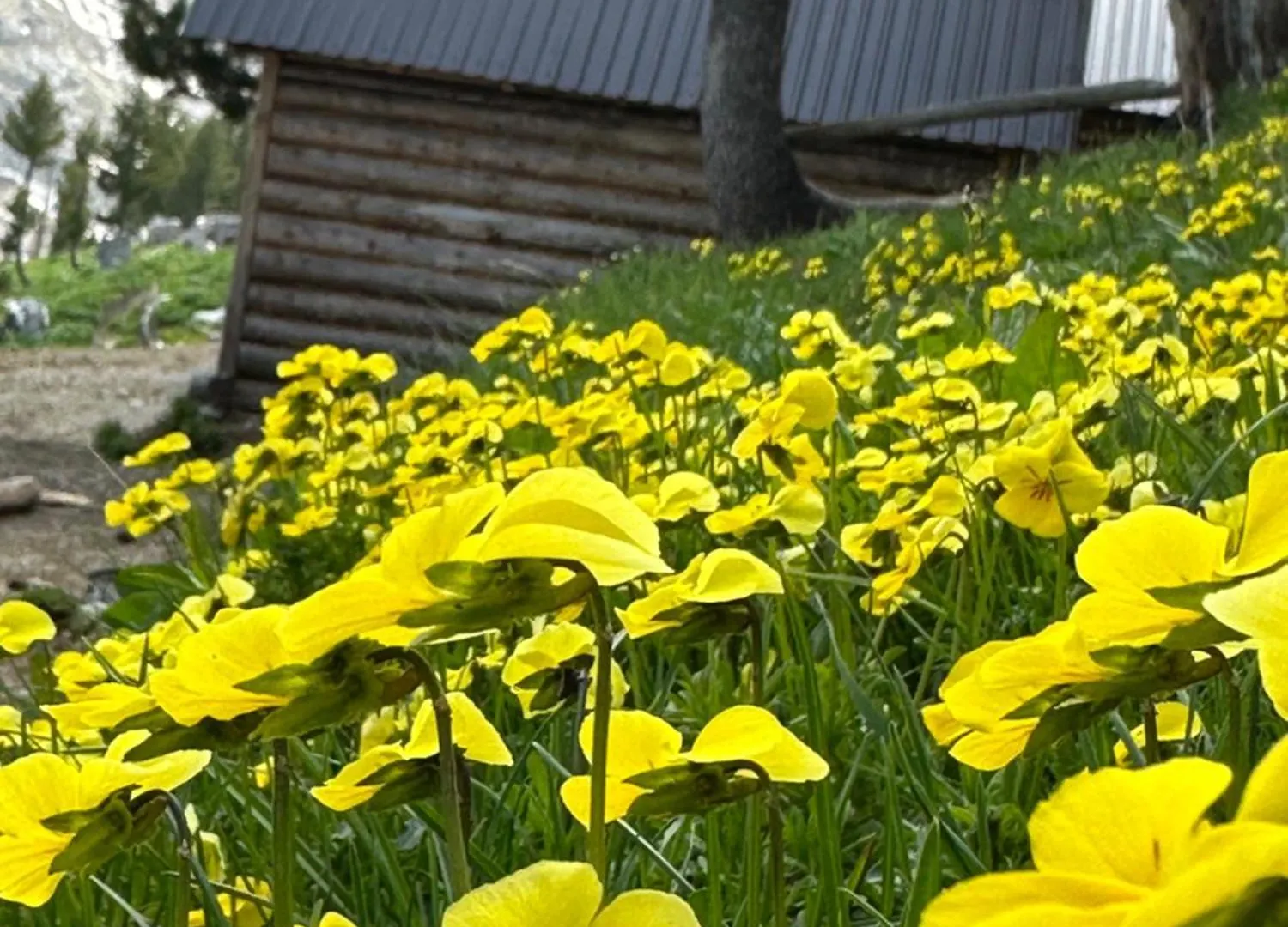 Chalet Guest House Kolata View Tropoje